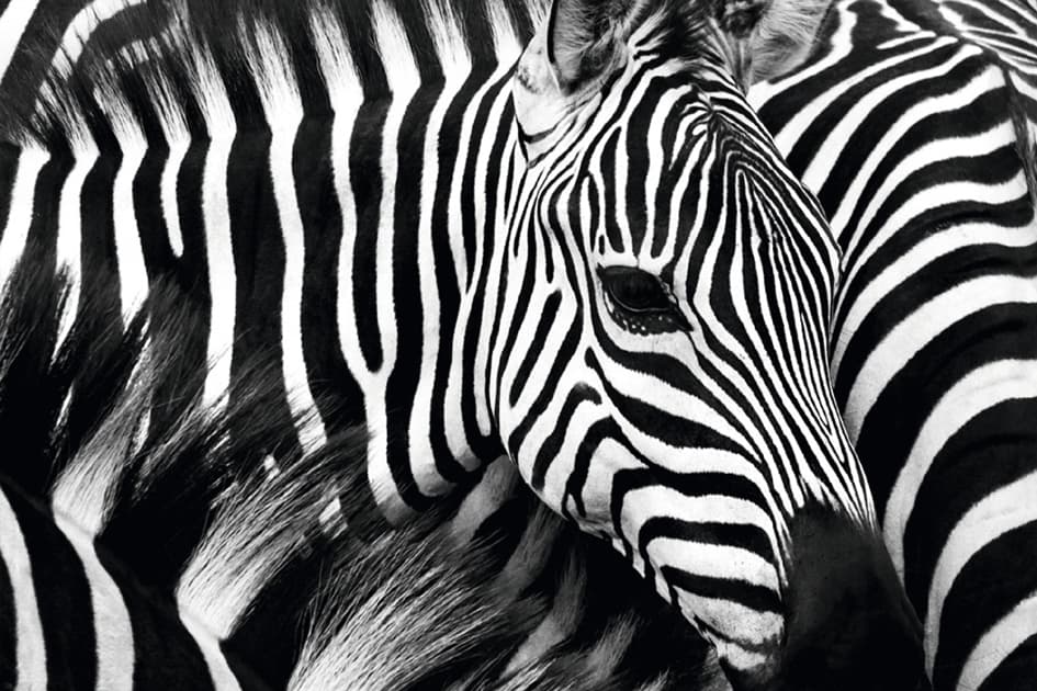 Paperflow Wandbild , Zebra, , Aus Plexiglas