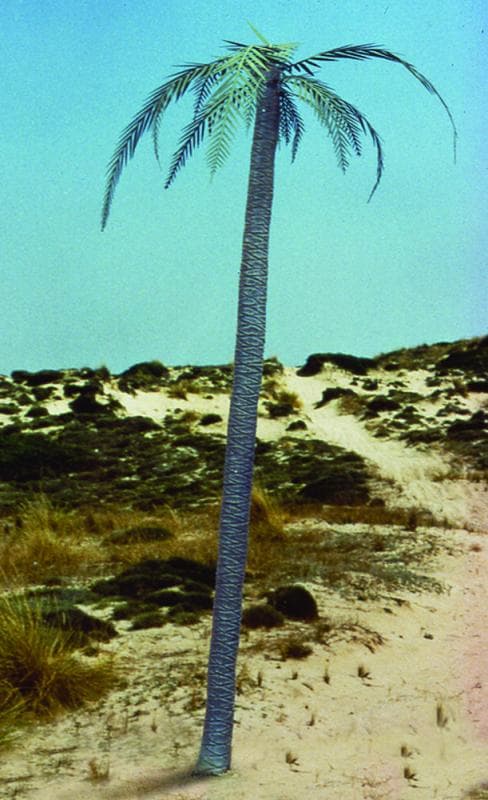 Palm Tree