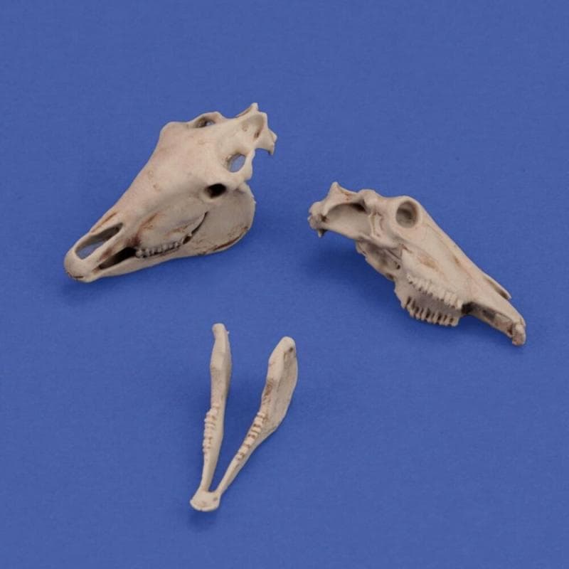 Horse Skulls