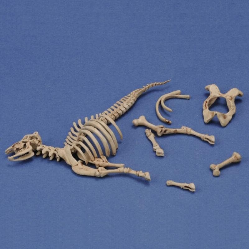 Cow Skeleton Nr. 3